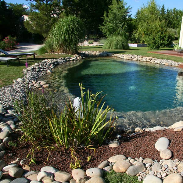 piscine naturelle avec plantes